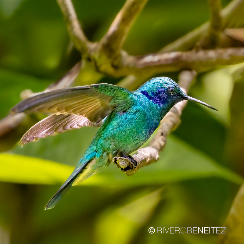 Colibrí Orejas Violetas