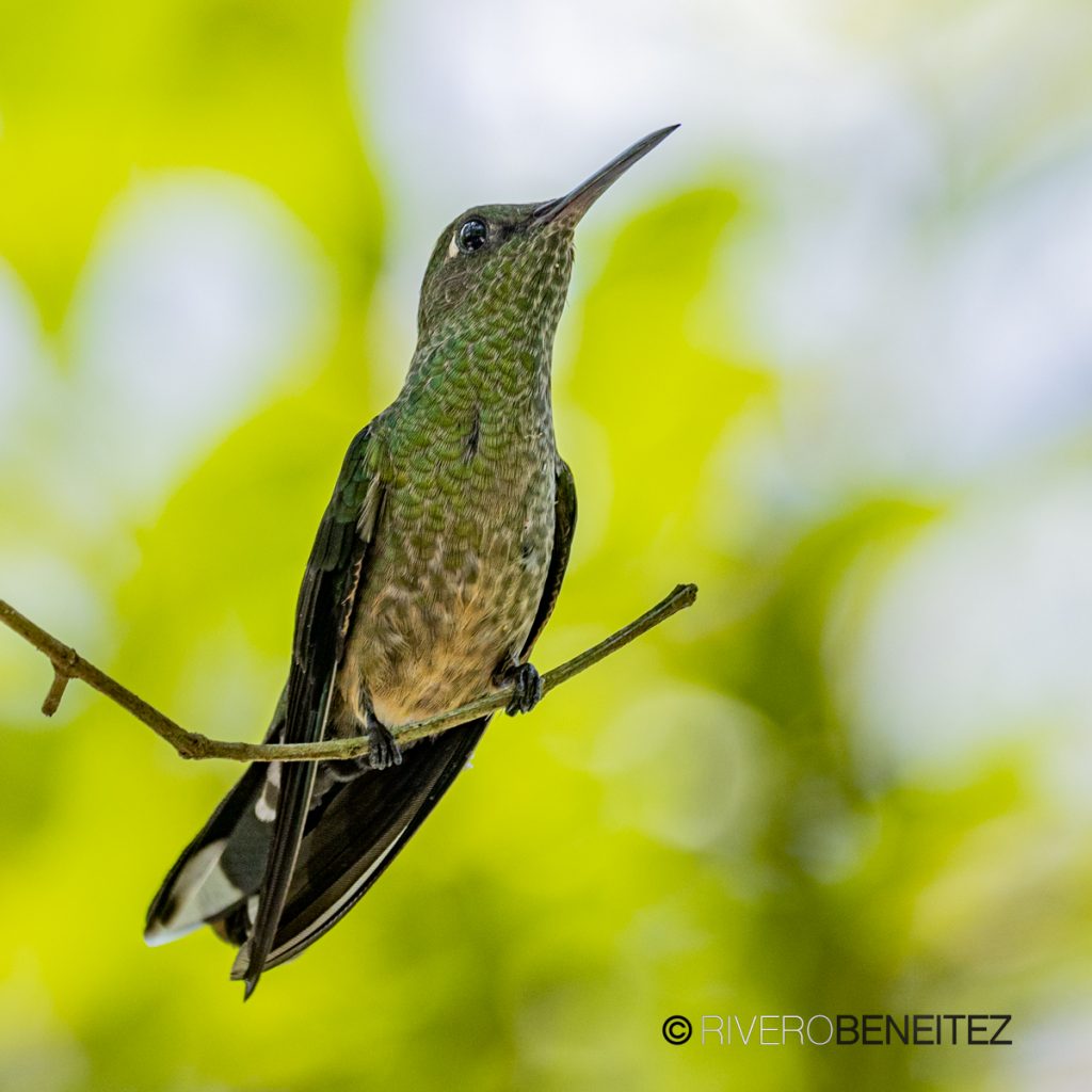 Colibrí Pecho Escamoso