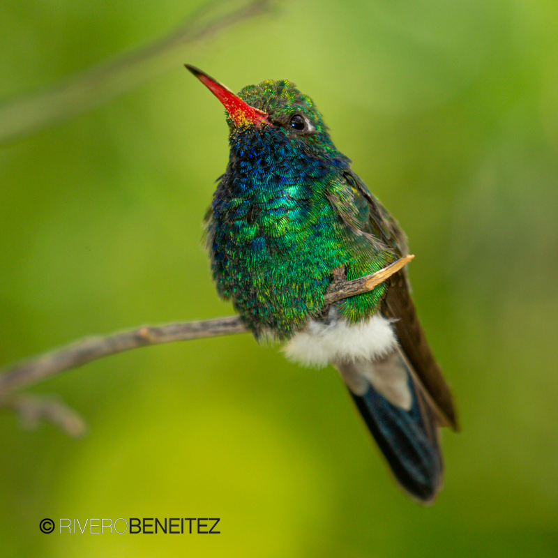 Colibrí Pico Ancho