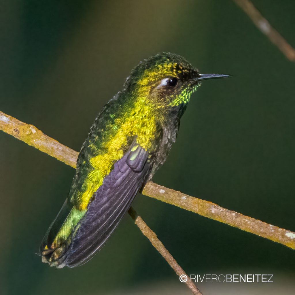 Colibrí Pico Corto