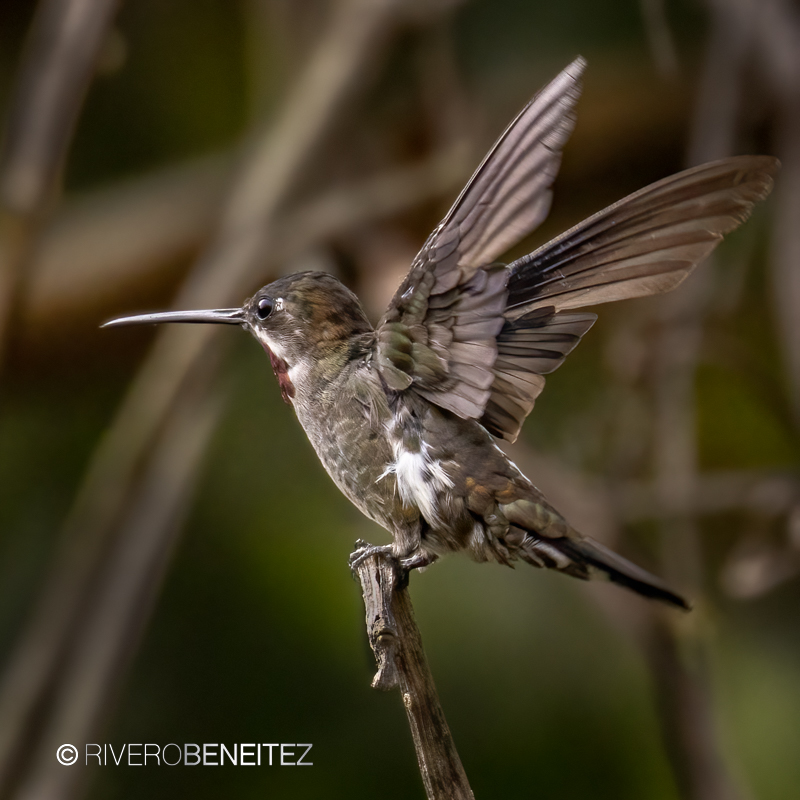 Colibrí Picudo Coroniazul