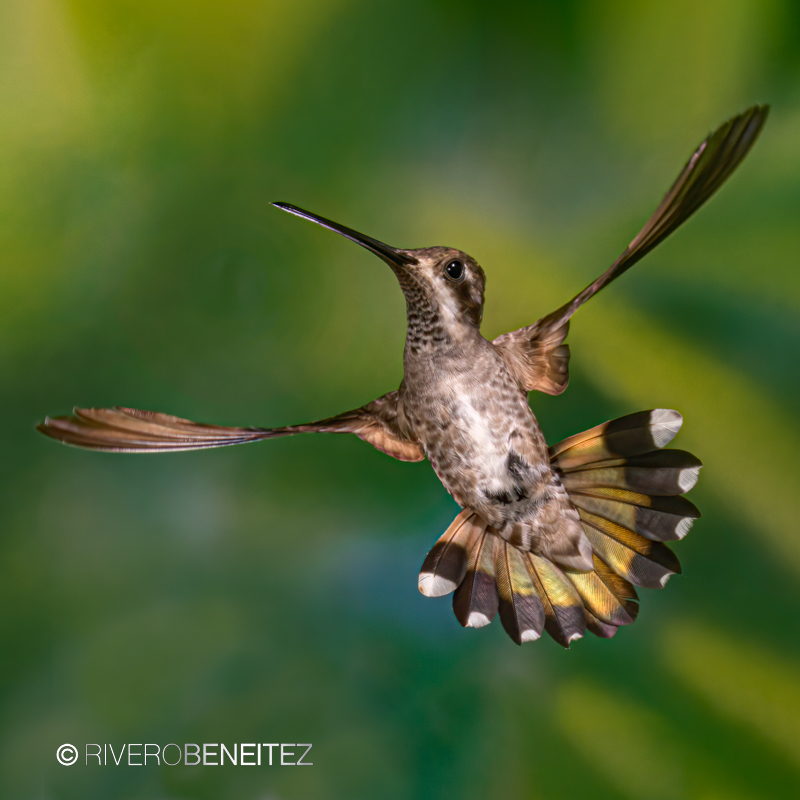 Colibrí Picudo Occidental