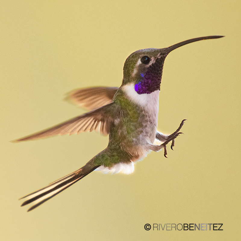 Colibrí Tijereta Mexicano