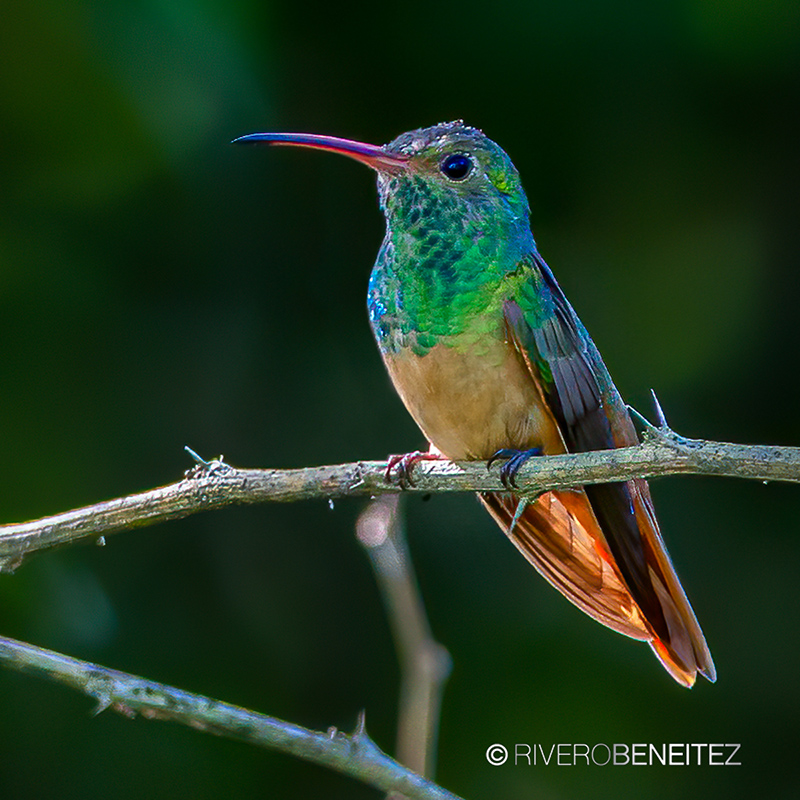 Colibrí Vientre Canelo