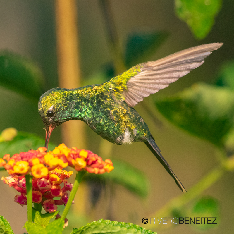 Esmeralda Occidental