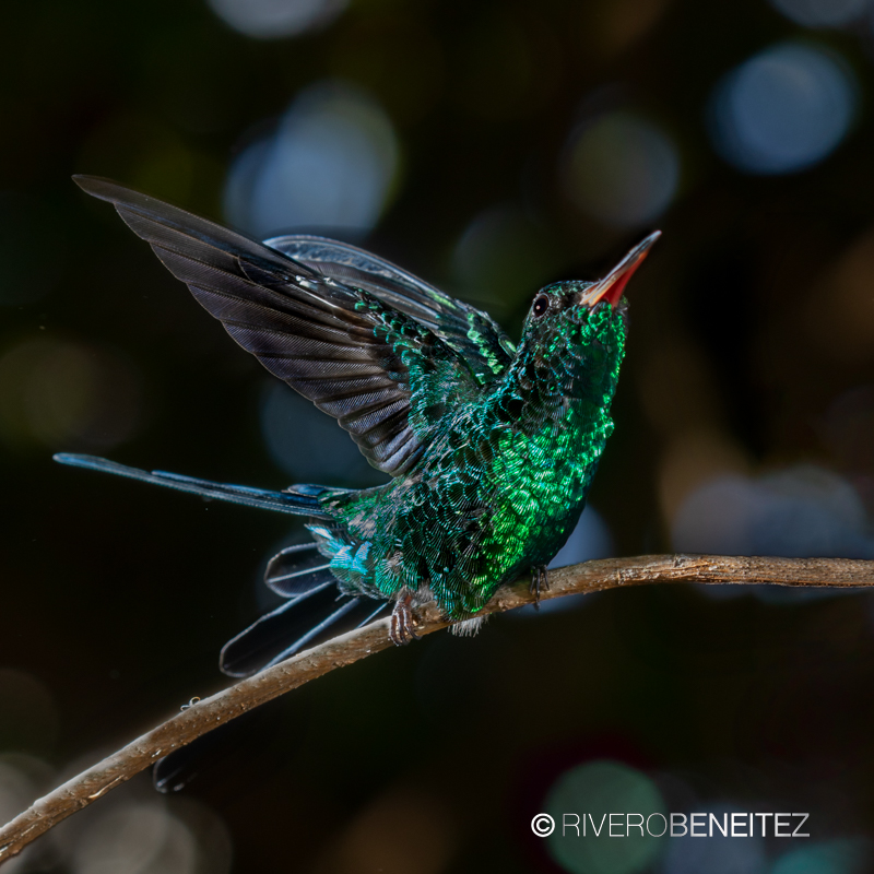 Esmeralda de Isla Cozumel