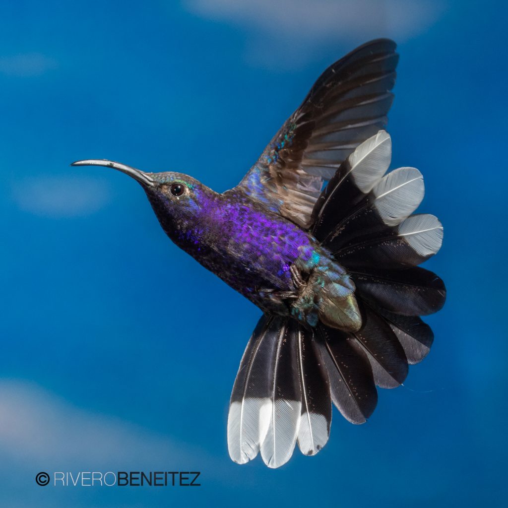 Fandanguero Morado