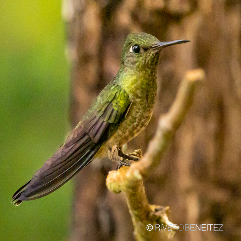 Scaly-breasted Hummingbird