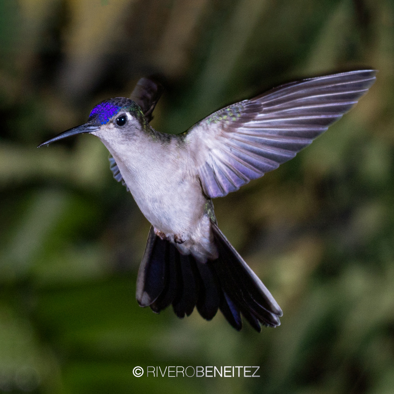 Wedge-tailed Sabrewing