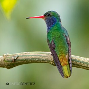 Zafiro Garganta Azul