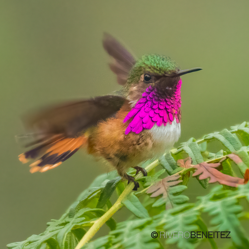 Zumbador Guatemalteco