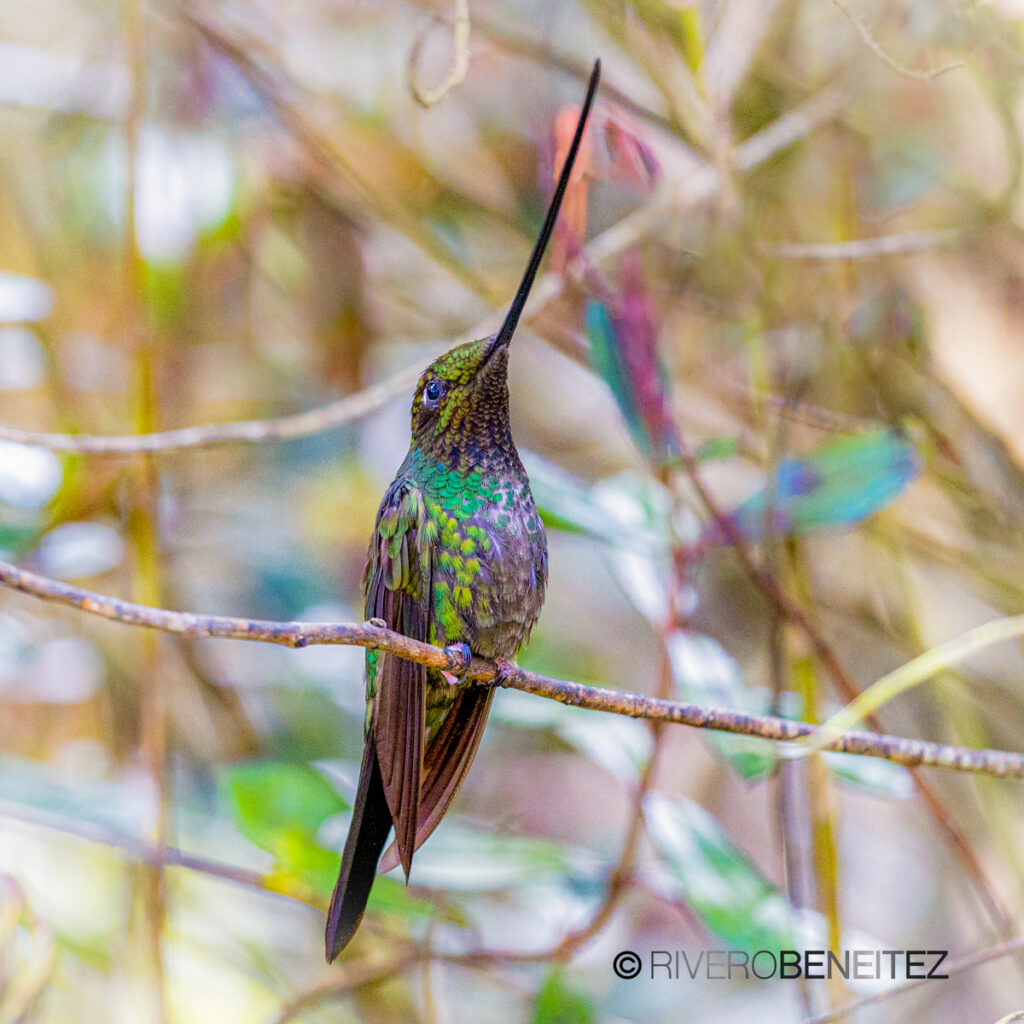 1 Sword-billed Hummingbird