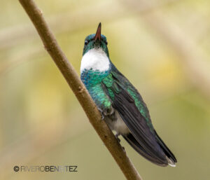 1 White-Throated Hummingbird