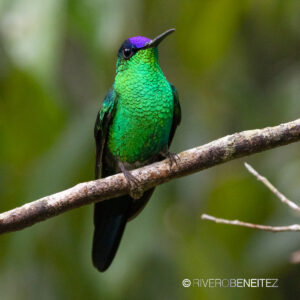 1Violet-Capped Woodnynph