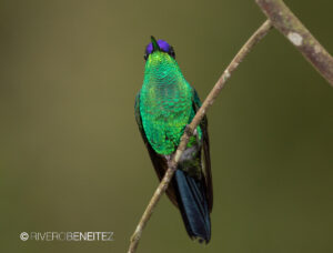 2 Violet-capped Woodnynph