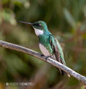 2 White-Throated Hummingbird