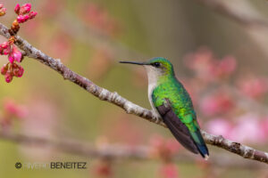 3 Violet-capped Woodnynph