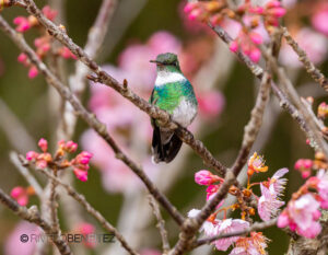 3 White-Throated Hummingbird