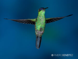 4 Violet-capped Woodnynph