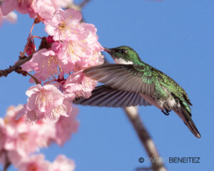 4 White-Throated Hummingbird