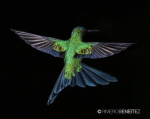 5 Violet-capped Woodnynph