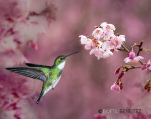 5 White-Throated Hummingbird