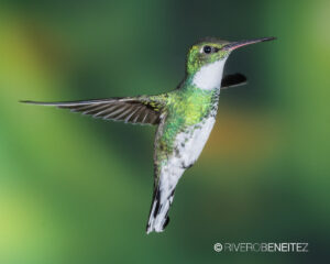 6 White-Throated Hummingbird