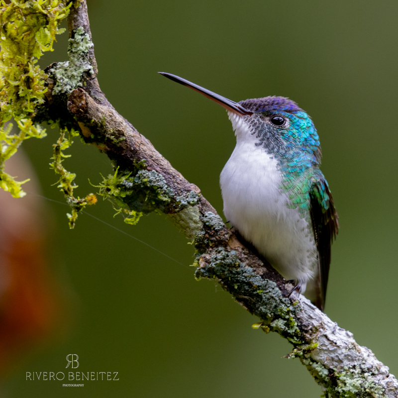 Andean Emeral Colombia
