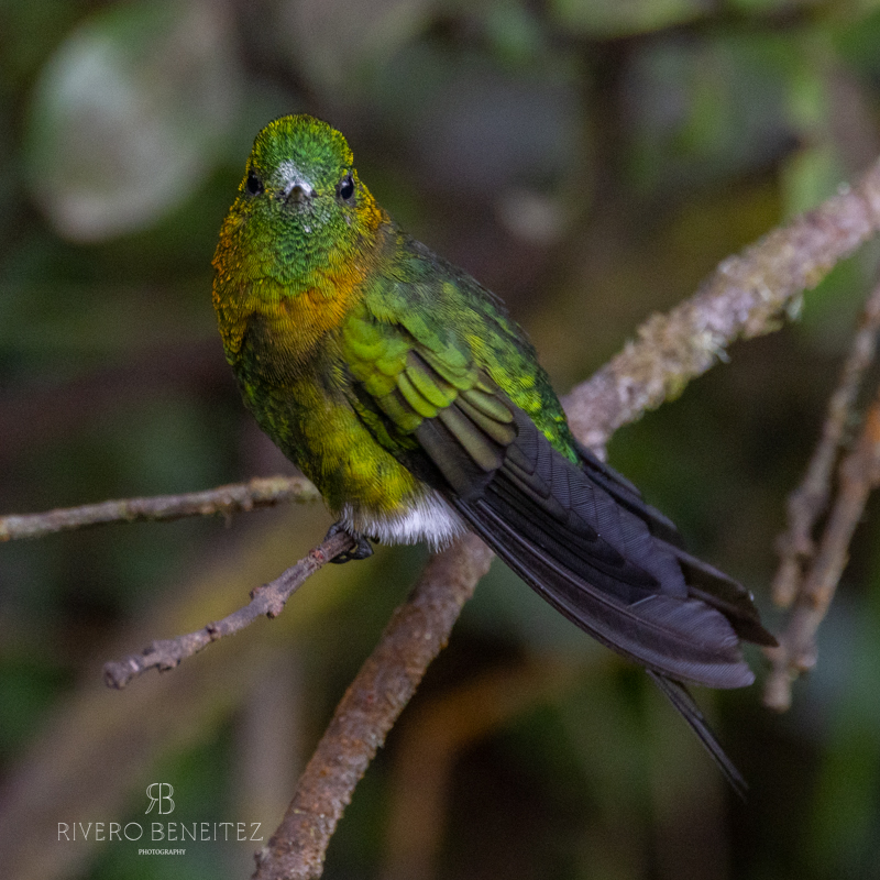 Golden-breasted Puffleg-Colombia