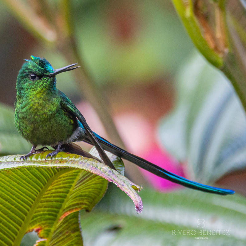 Long-tailed Sylph-Colombia