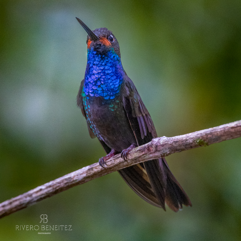 Rufous-gaped Hillstar-Colombia