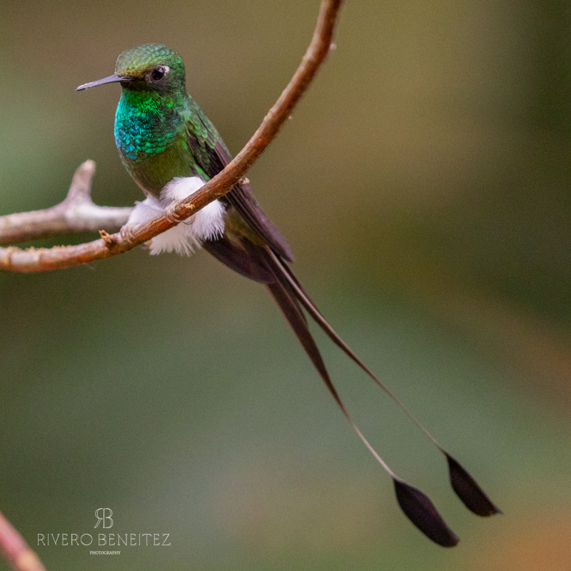 White-booted Racket-tail-Colombia