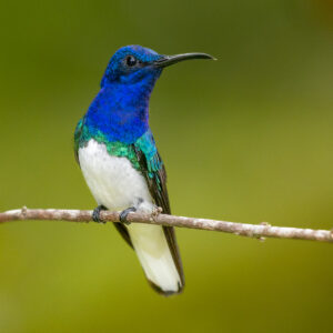1. White-necked Jacobin 4