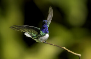 1. White-necked Jacobin 7