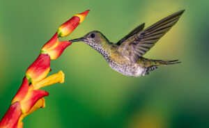 1. White-necked Jacobin 2