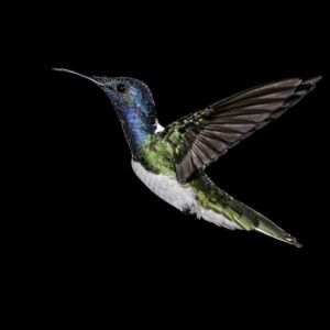 1. White-necked Jacobin 3