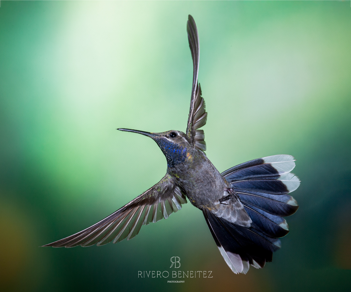 15. Blue-throated Hummingbird – RIVERO BENEITEZ