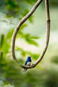 1. White-necked Jacobin
