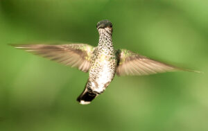 1. White-necked Jacobin 5