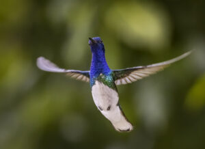 1. White-necked Jacobin 6