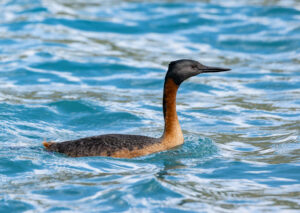 Great Grebe
