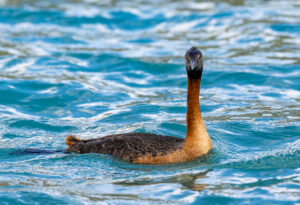 Great Grebe2