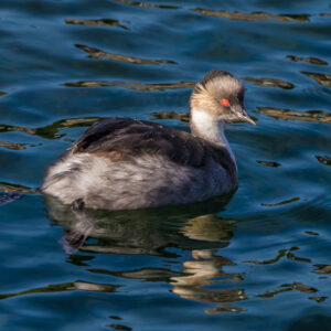 Grebes