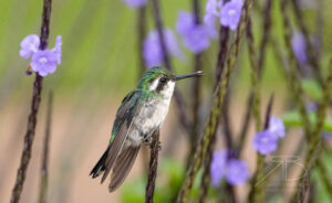 1Blue-tailed Emerald