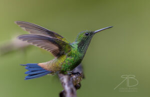 1Copper-rumped Hummingbird