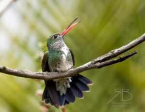 1Glittering-throated Emerald