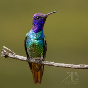 1Golden-tailed Sapphire