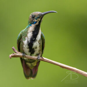 1Green-breasted Mango