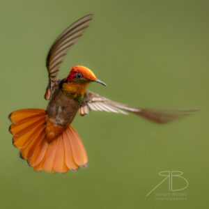 1Ruby-topaz Hummingbird