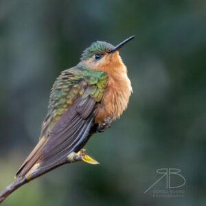 1Rufous-breasted Sabrewing